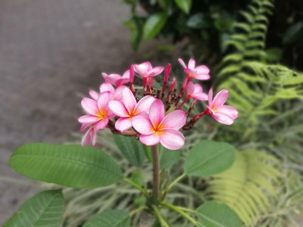 Hotel & Hot Springs Sueno Dorado La Fortuna Екстер'єр фото